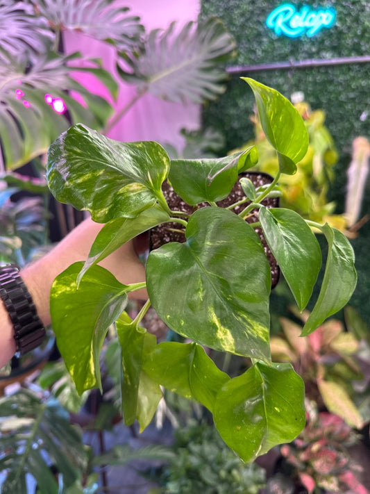 Epipremnum aureum 'Golden Pothos' (#666286371442)