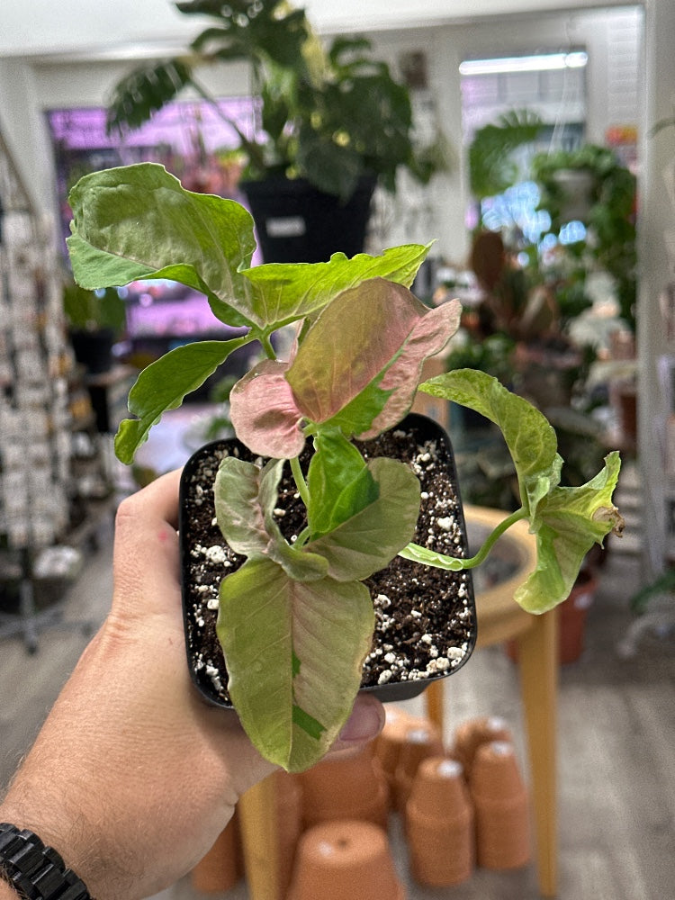 Syngonium cv. 'Pink Lava' (#896459386190)