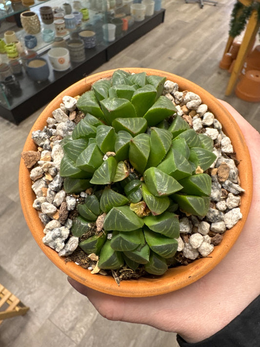 Haworthia retusa (#100924383657)