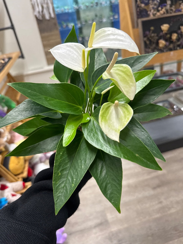 Anthurium andraeanum 'White ' (#966096131525)