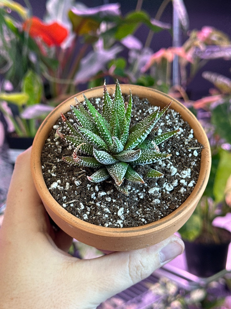 Haworthia cv. 'Gigantea' (#622228498616)