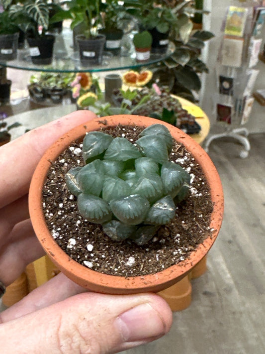 Haworthia cv. 'Kuromadoo' (#149005892564)