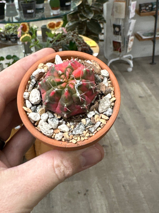 Gymnocalycium mihanovichii 'Hybrid' (#888163915746)