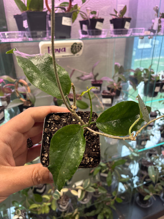 Hoya sanguensis 'Malaysia' (#330383660)