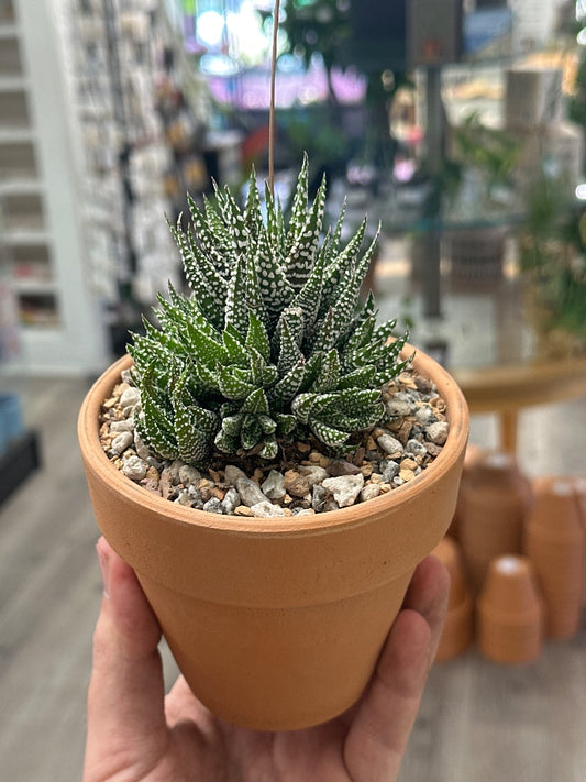 Haworthia coarctata ibrida (#779533546362)