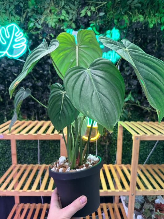 Philodendron Cv 'McDowell' (#424558806444)