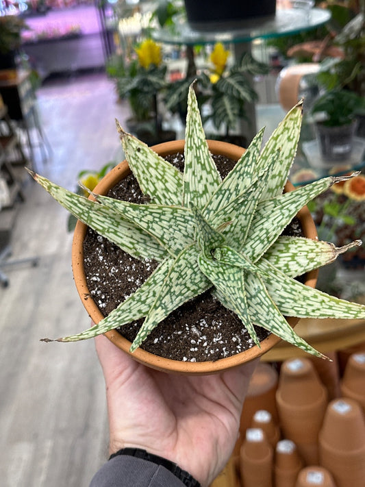 Aloe cv. 'Guido' (#359094515782)