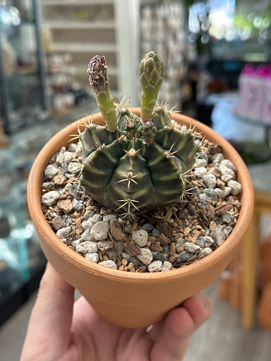 Gymnocalycium mihanovichii (#877291005830)