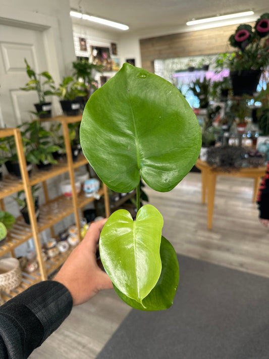Monstera Deliciosa (#897280888)