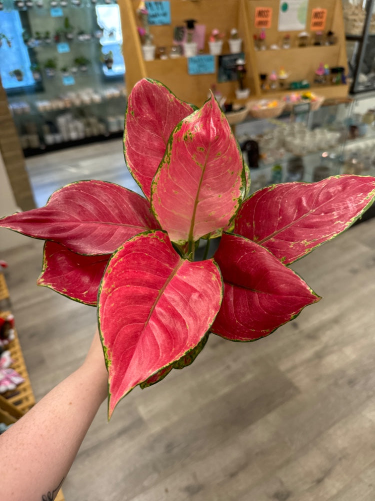 Aglaonema spp. 'Super Red' (#330425641883)