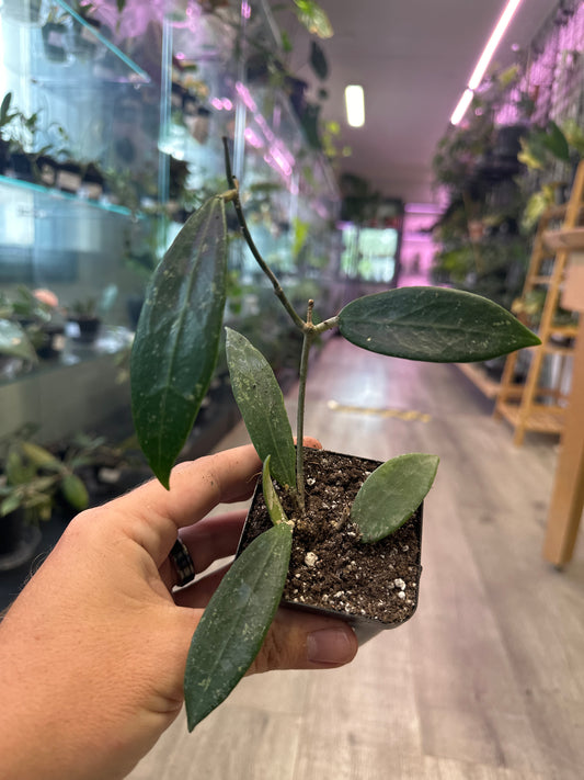 Hoya Pallida bogor (#175454358)