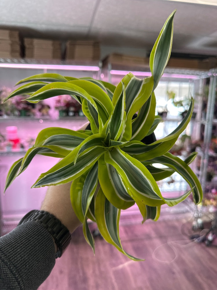 Dracaena cv. 'Lemon Surprise' (#110588324877)