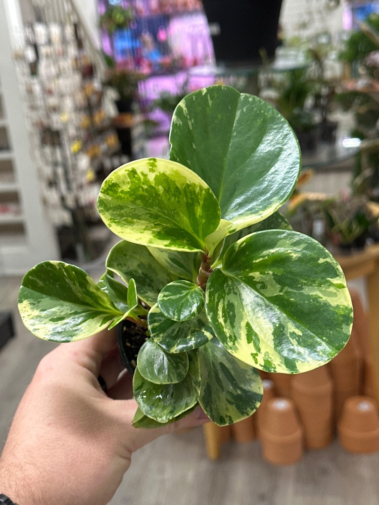 Peperomia obtusifolia (#710385810781)