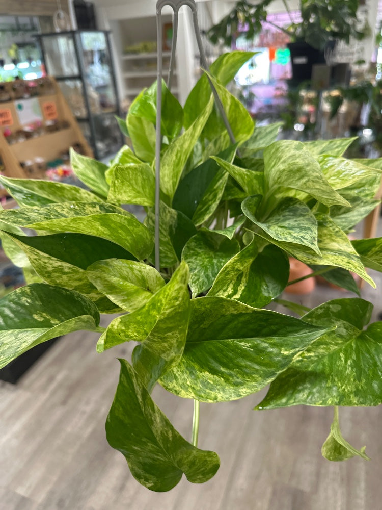 Epipremnum aureum 'Marble Queen' (#833565300896)