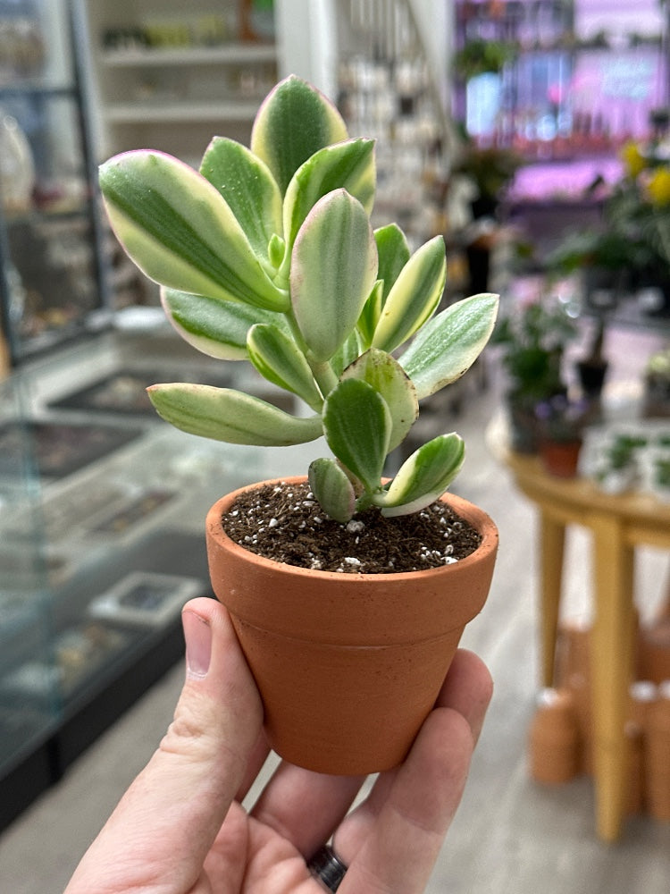 Crassula ovata 'Variegated Jade' (#685110488096)