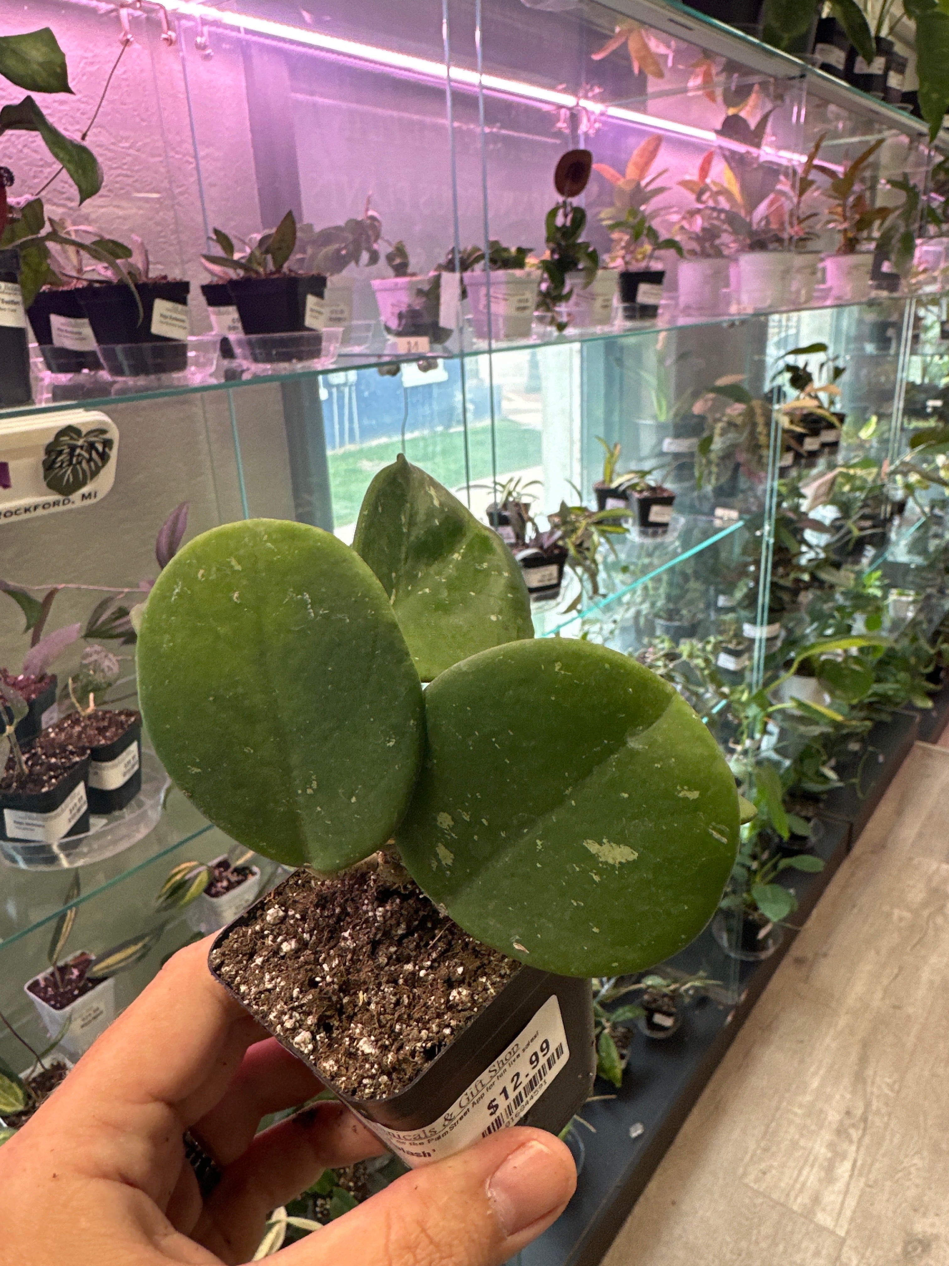 Hoya – Zen Botanicals & Gift Shop