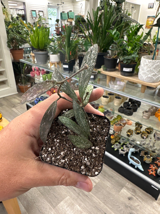 Hoya Sigillatis (#844487998)