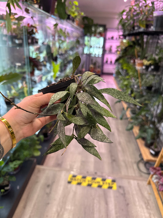 Hoya Parviflora 'splash' (#350865416)
