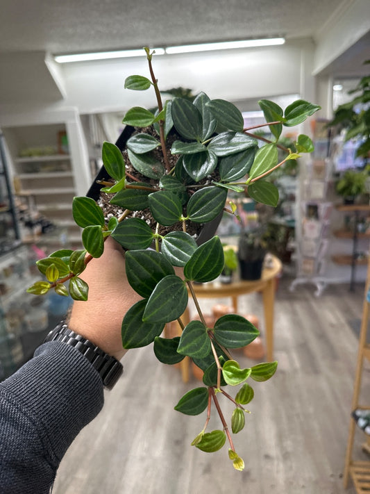 Peperomia angulata 'Radiance' (#134702299770)