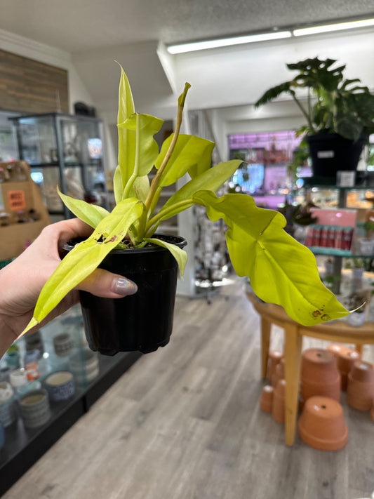 Philodendron hybrid 'Golden Crocodile' (#739968739294)