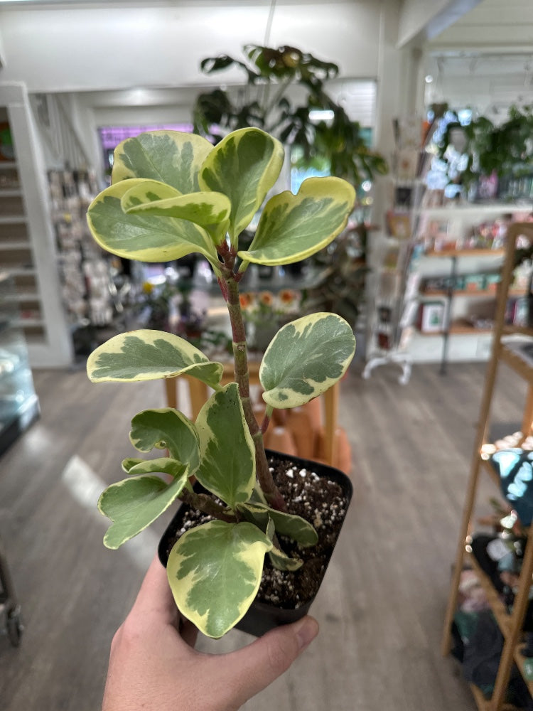 Peperomia obtusifolia 'Variegated' (#237521247809)