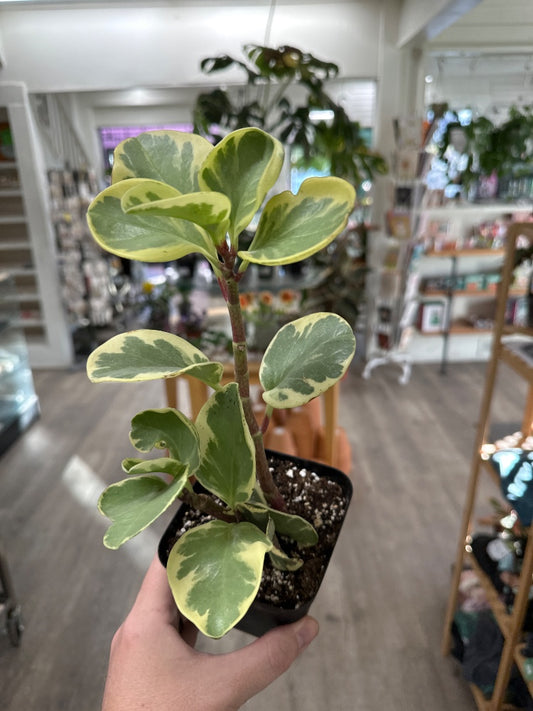 Peperomia obtusifolia 'Variegated' (#237521247809)