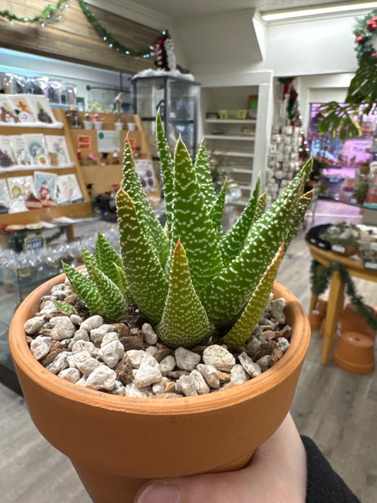 Gasteria okavango anna (#665975931721)