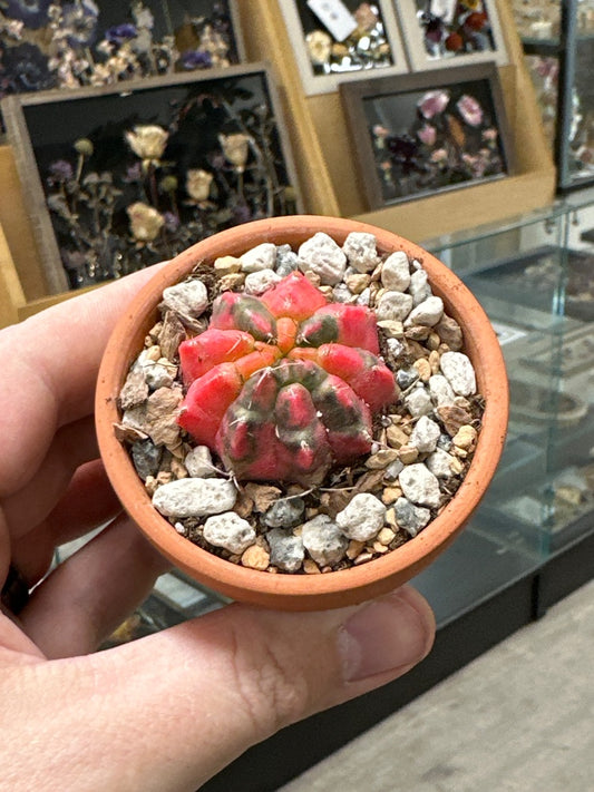 Gymnocalycium mihanovichii 'Hybrid' (#892987338712)