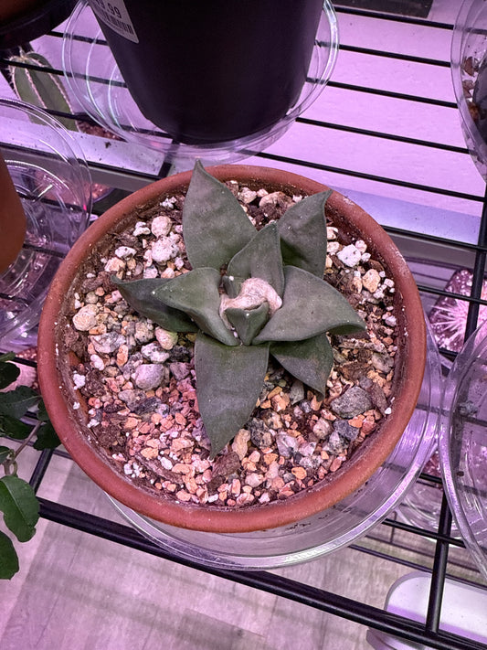 Ariocarpus retusus (4") [ID #38843261272]