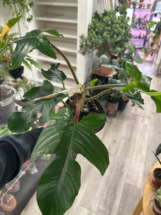 Philodendron Squamiferum (#552996812)