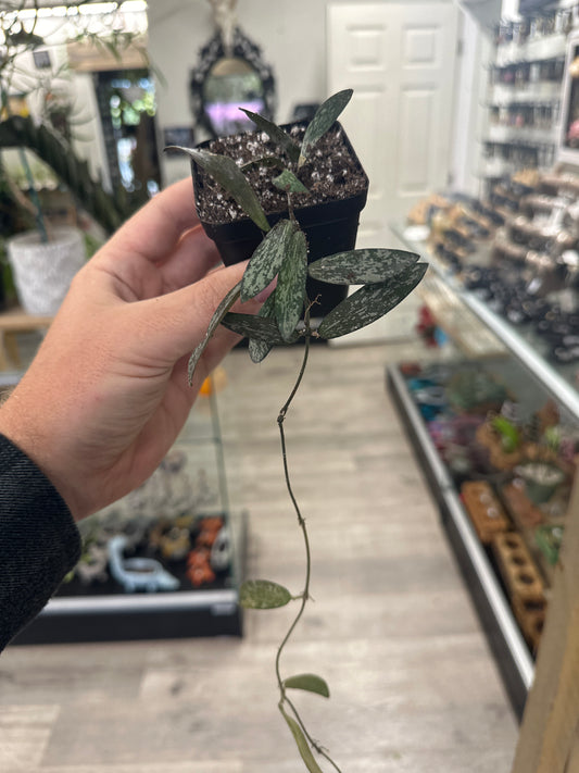 Hoya Sigillatis (#837367712)