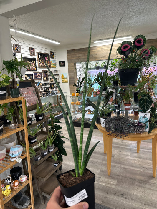 Sansevieria Cylindrica 'Fernwood' (#400838823)