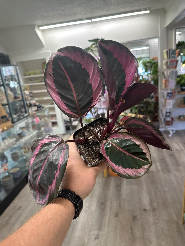 Calathea roseopicta 'Dottie Rose Painted' (#953672543974)