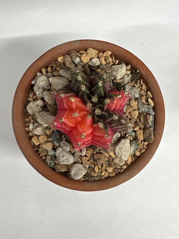 Gymnocalycium mihanovichii 'Hybrid' (#956177344978)