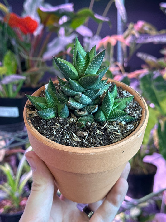 Haworthia coarctata ibrida (#378671921364)