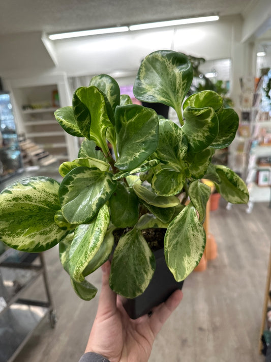 Peperomia obtusifolia 'Golden Gate' (#583114598290)