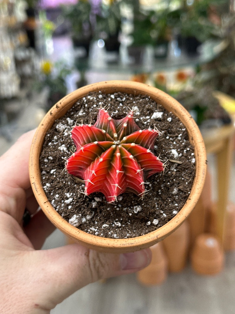 Gymnocalycium mihanovichii 'Hybrid' (#664271939392)