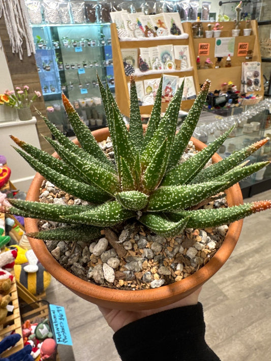 Aloe twilight (#738179658623)