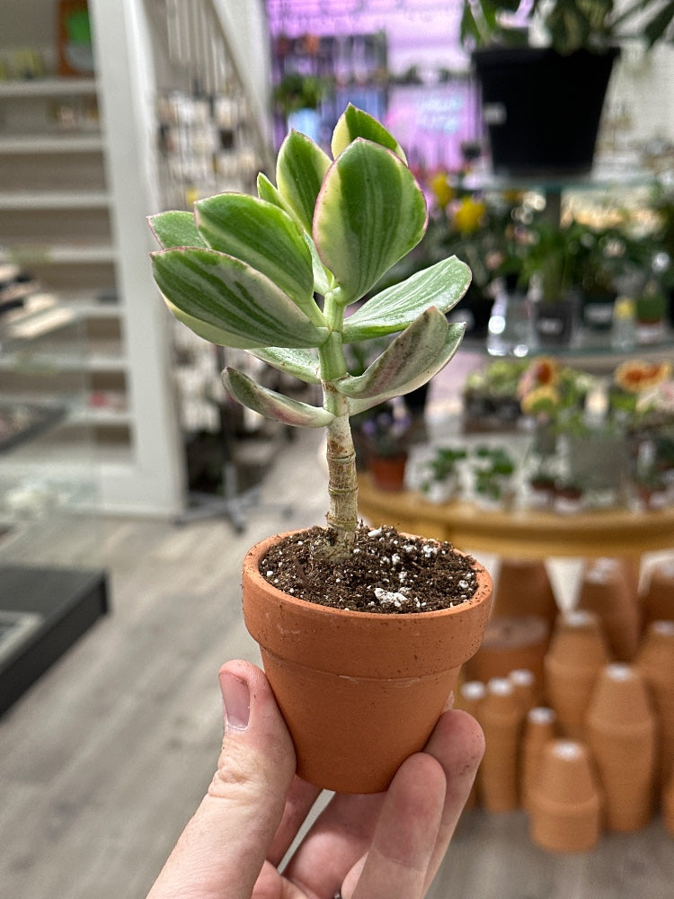 Crassula ovata 'Variegated Jade' (#876870710255)