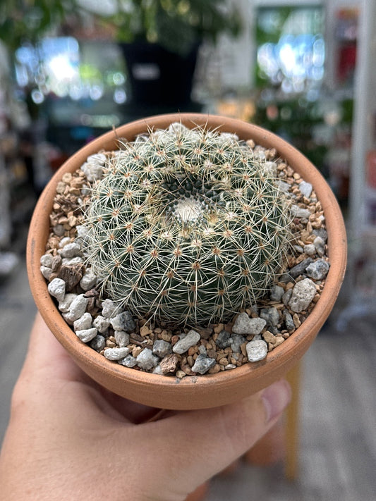 Notocactus concinnus (#412212973522)