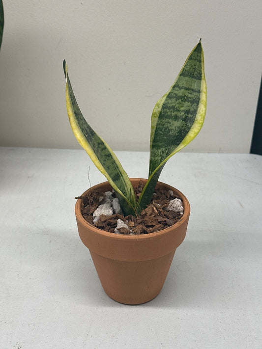 Sansevieria trifasciata 'Gold Hahnii' (#149549682690)