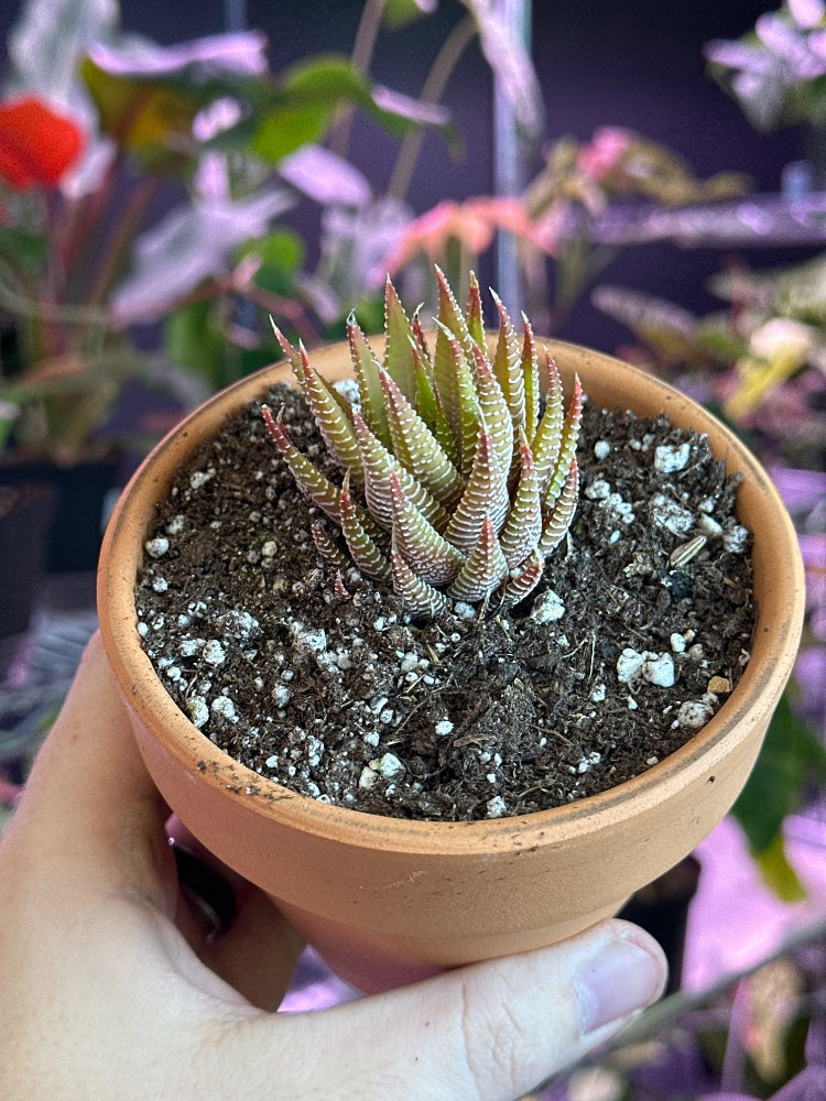 Haworthia limifolia (#535682402617)