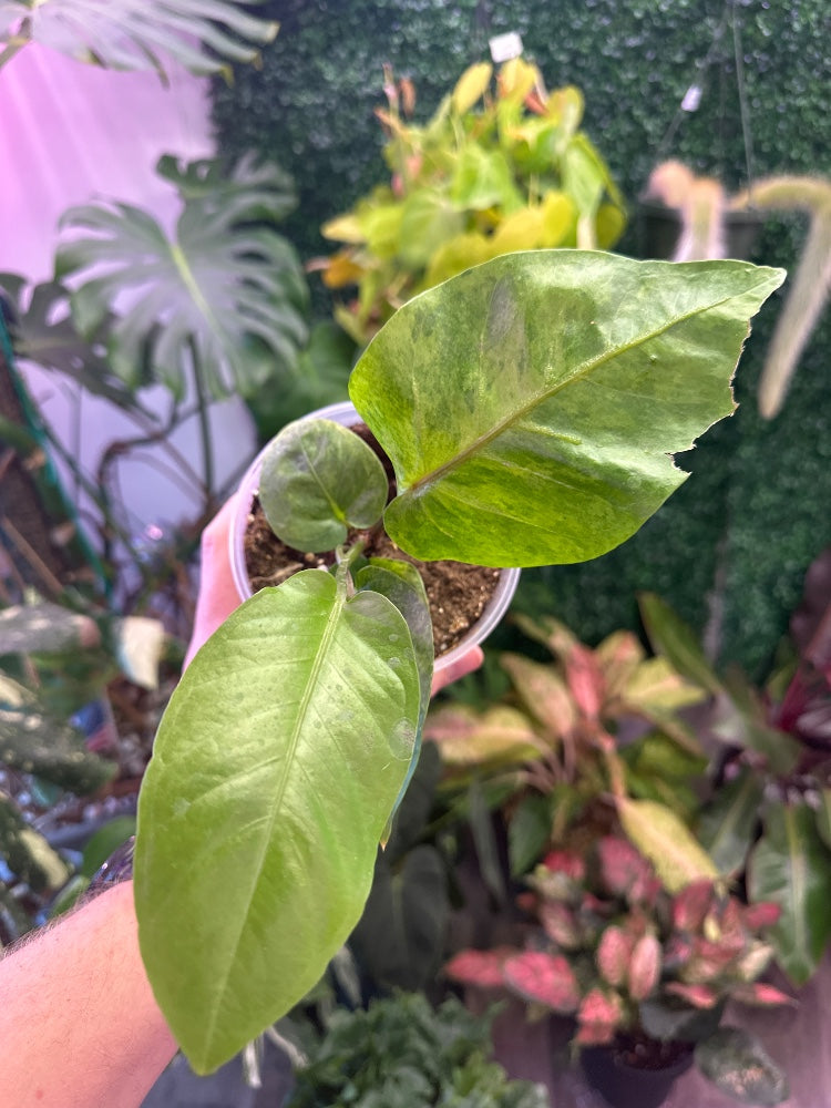 Anthurium bonplandii 'Variegated' (#226848299128)