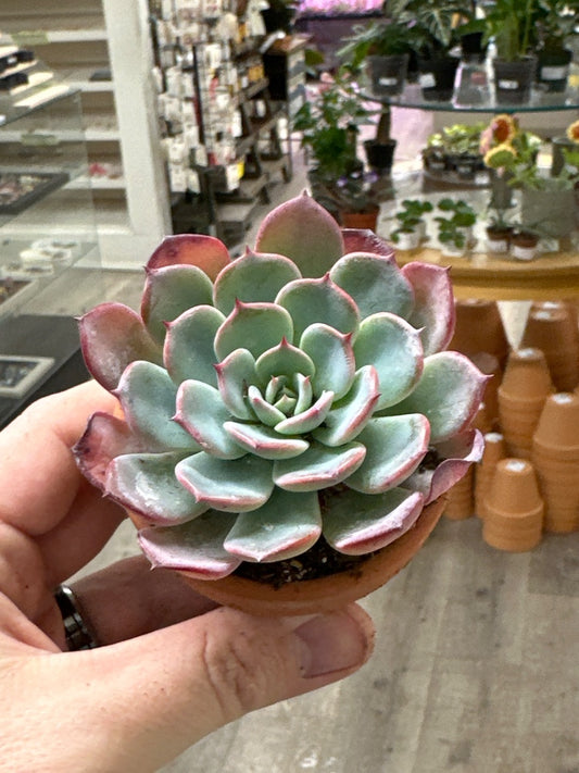 Echeveria cv. 'Spark' (#234620450515)