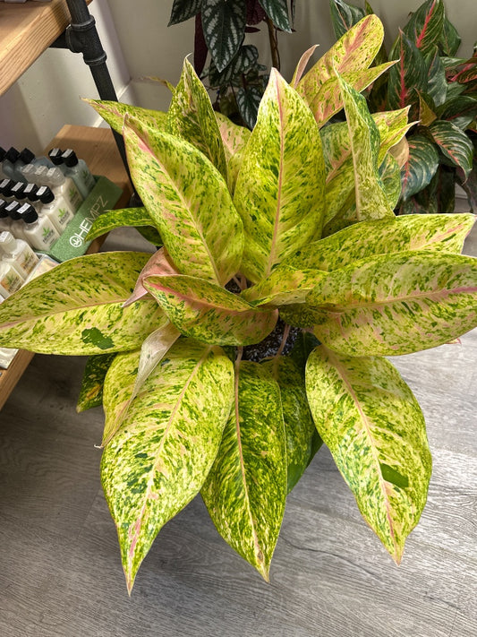 Aglaonema spp. (#325693534493)