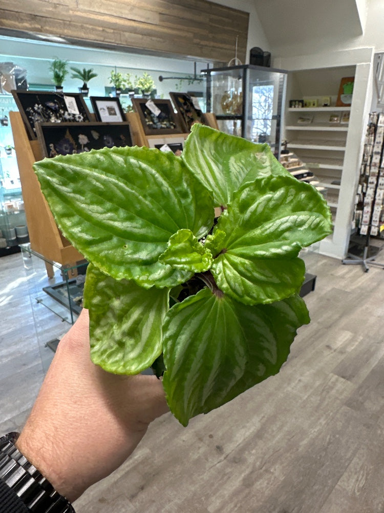 Peperomia cv. 'Ripple' (#718501418999)