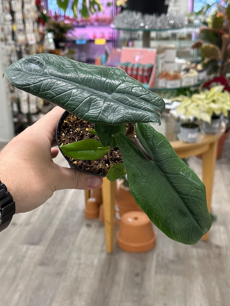 Alocasia Scalprum (#917334275092)