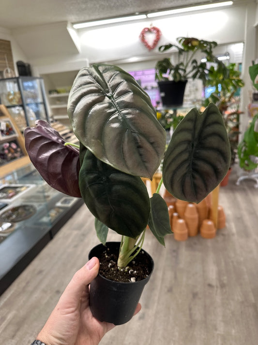 Alocasia cuprea 'Red Secret' (#417625309229)