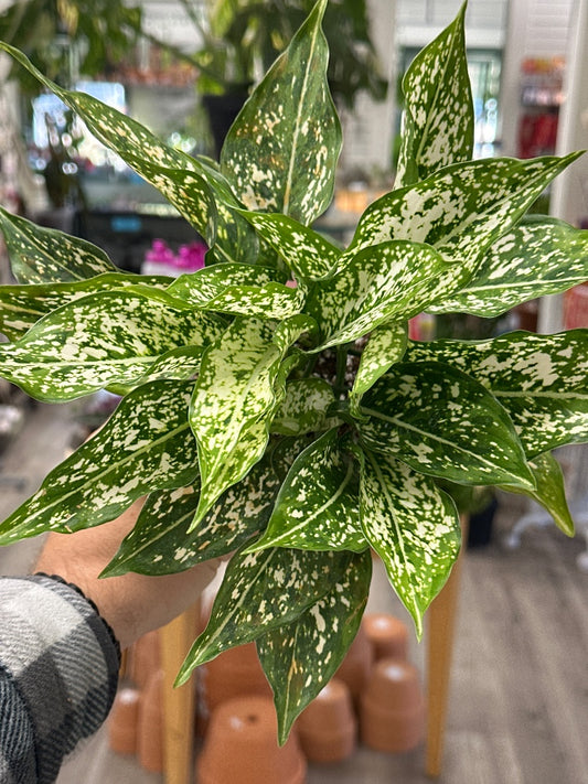 Aglaonema spp. 'Snow White' (#026918956892)