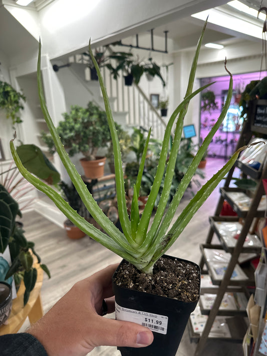 Aloe Vera (#567442545)